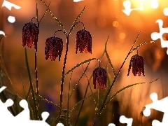 Grafika AI, Szachownica kostkowata, Kwiaty