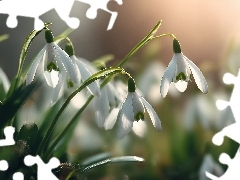 Kwiaty, Grafika AI, Przebiśniegi, Białe, Pochylone