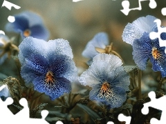 Grafika AI, Niebieskie, Bratki