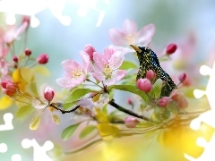 Kwiaty, Szpak, Grafika, Różowe, Ptak, Drzewo owocowe, AI