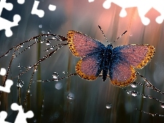 Gałązki, Motyl, Krople, Grafika AI, Źdźbła, Skrzydła
