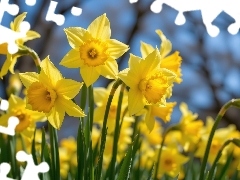 Narcyzy żonkile, Zbliżenie, Żółte, Kwiaty, Rozwinięte