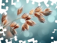 Zboże, Kłos, Grafika AI, Źdźbło