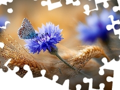 Zboże, Kłosy, Grafika AI, Niebieskie, Modraszek, Kwiaty, Chabry, Motyl