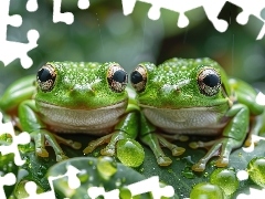 Liście, Dwie, Wody, Zielone, Żaby, Krople, AI