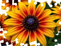 Kwiaty, Zbliżenie, Żółte, Rozkwitnięte, Rudbekia