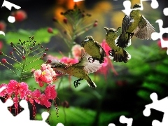 Cztery, Kolibry, Kwiat
