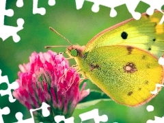 Kwiat, Skrzydła, Motyl