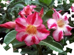Kwiaty, Adenium