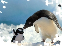 Maskotka, Pingwiny