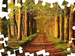 Ścieżka, Drzewa, Las