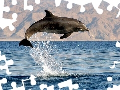 Zdjęcie, Skok, Morze, Delfin
