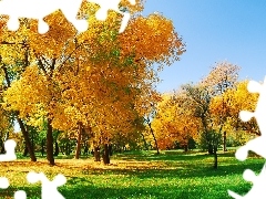 Drzewa, Żółte, Złota, Jesień
