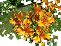 Pomarańczowa, Alstroemeria, Kwiaty