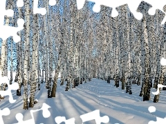 Las, Śnieg, Brzozowy