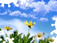 Chmury, Niebo, Wiosna, Kwiatki