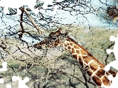 Gałęzie, Żyrafa