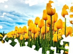 Tulipany, Uprawa, Żółte