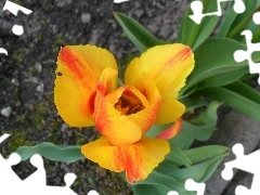 Liście, Zielone, Żółto-pomarańczowy, Tulipan