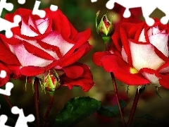 Róże, Piękne