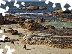 Pingwiny, Kamienie, Morze, Plaża