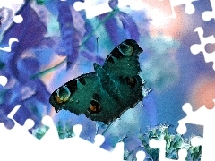 Grafika, Motyl