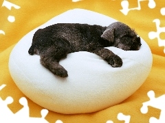 Sznaucer miniaturowy, Poduszka, Śpiący, Pies