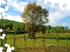 Sosonowiec, Trawa, Park, Drzewa