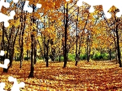 Jesień, Liście, Park, Drzewa