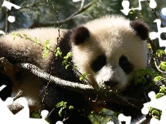Drzewa, Panda