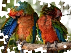 Papugi, Kolorowe, Gałąź, Dwie