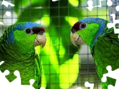Papugi, Dwie