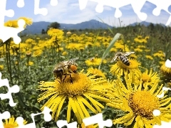 Kwiaty, Żółte, Pszczoły, Łąka, Miodne
