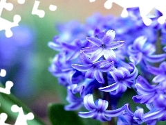 Hiacynt, Kwiat, Niebieski