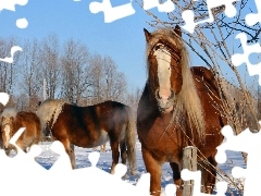 Zima, Śnieg, Konie