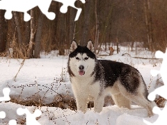 Pies, Las, Zima, Alaskan Malamute, Śnieg