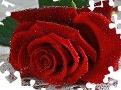 Czerwona, Róża, Piękna