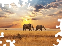 Afryka, Zachód, Słońca, Słonie