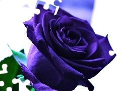 Róża, Ciemnoniebieska