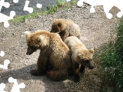 Niedźwiadki, Brnatne, Trzy