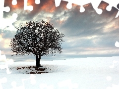 Śnieg, Słońca, Drzewo, Zima, Zachód
