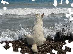 Morze, Tęsknota, Pies