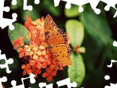 Kwiatuszki, Pomarańczowe, Piękny, Motyl