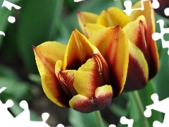 Tulipany, Czerwone, Dwa, Żółto