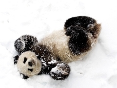 Zima, Śnieg, Miś, Panda