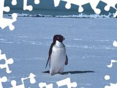 Pingwinek, Mały
