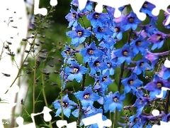 Ostróżka ogrodowa, Kwiaty, Niebieskie, Dzwonki