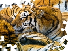 Tygrysy, Stado, Śpiące