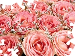 Różowe, Róże, Kwiaty