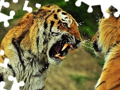 Kły, Tygrysy